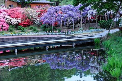 Công viên hoa Ashikaga,Du lịch nhật bản,Hoa tình ái,Hoa Tử Đằng
