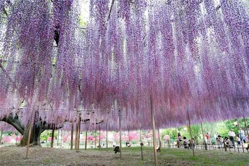Công viên hoa Ashikaga,Du lịch nhật bản,Hoa tình ái,Hoa Tử Đằng