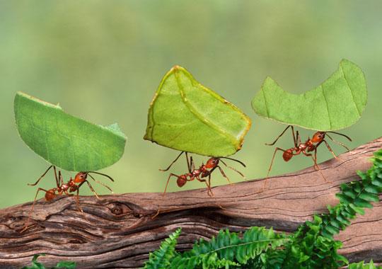 kiến cắt lá,da ếch,não côn trùng,trầm tích dưới đáy biển,da ếch,gấu trúc