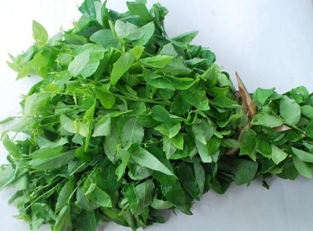 Chữa tưa lưỡi,bài thuốc chữa tưa lưỡi