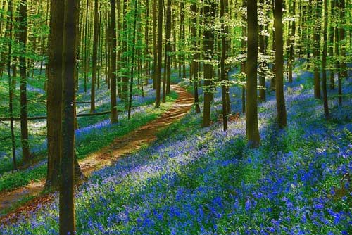 Du lịch Bỉ,Rừng Halle's Wood,Hoa chuông xanh