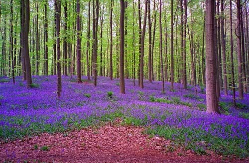 Du lịch Bỉ,Rừng Halle's Wood,Hoa chuông xanh