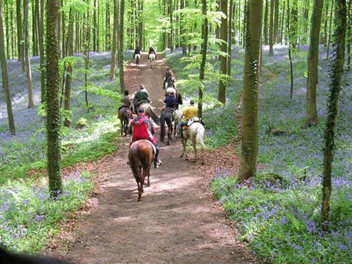 Du lịch Bỉ,Rừng Halle's Wood,Hoa chuông xanh
