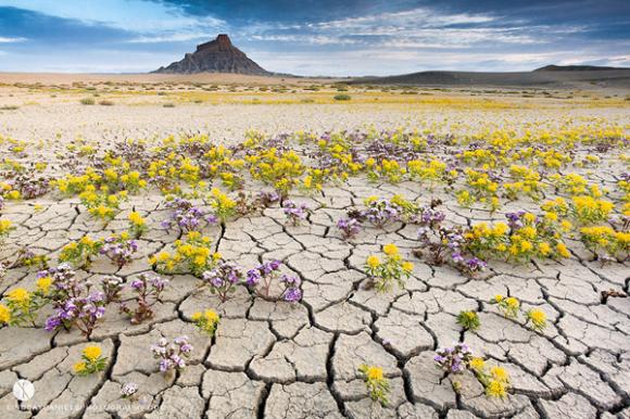 Sa mạc,ngắm sa mạc nở hoa,khám phá sa mạc đẹp trên thế giới