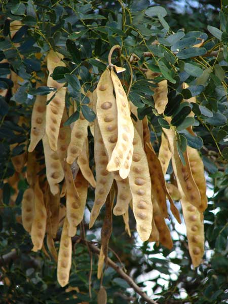 Bồ kết,Trúng gió,Động kinh,Công dụng của bồ kết