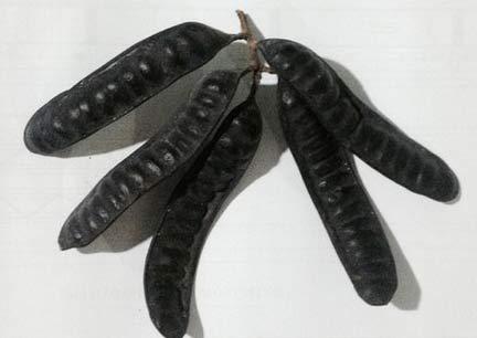 Bồ kết,Trúng gió,Động kinh,Công dụng của bồ kết