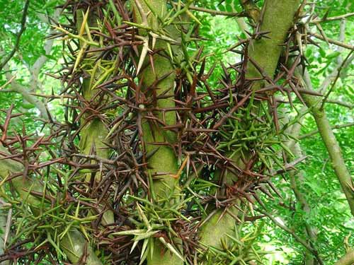 Bồ kết,Trúng gió,Động kinh,Công dụng của bồ kết