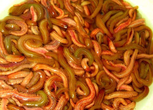 Rươi,sâu cát,sâu chít,Món ăn từ sâu
