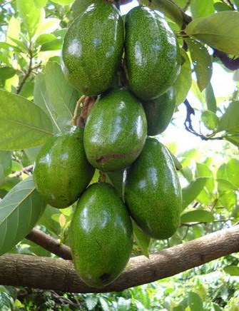 Quả bơ,lợi ích kỳ diệu từ quả bơ,công dụng quả bơ
