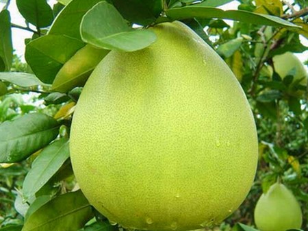 Viêm loét dạ dày tá tràng,chữa viêm loét dạ dày tá tràng bằng bưởi,công dụng của quả bưởi
