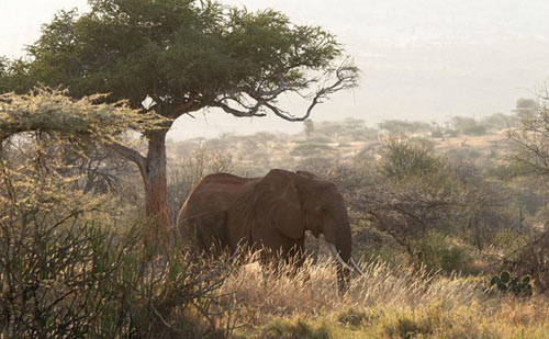 Khu nghỉ dưỡng Loisaba,Du lịch Kenya,Cao nguyên Laikipia