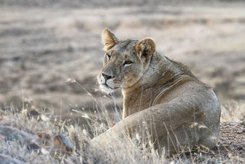 Khu nghỉ dưỡng Loisaba,Du lịch Kenya,Cao nguyên Laikipia
