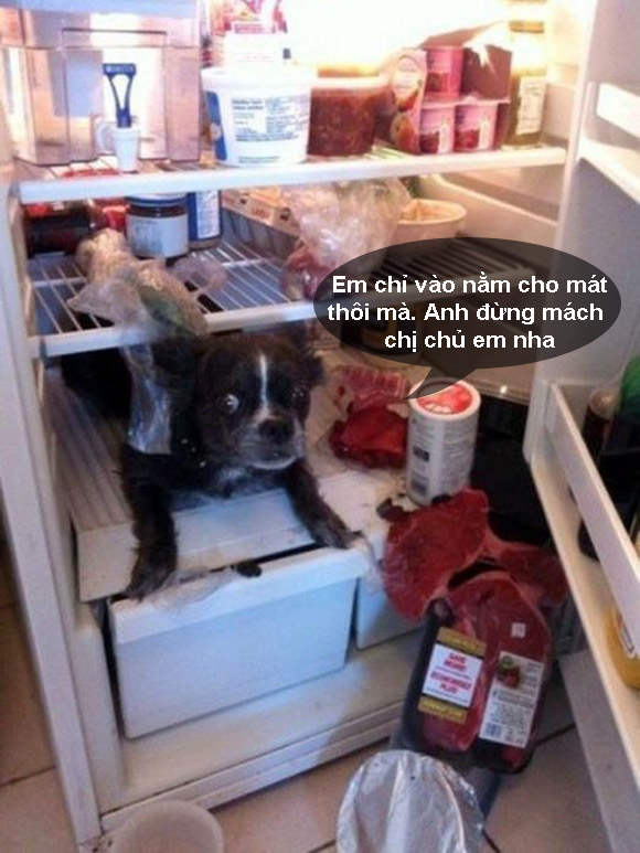 Ảnh vui,Ảnh chế,Ảnh hài hước,Ảnh độc