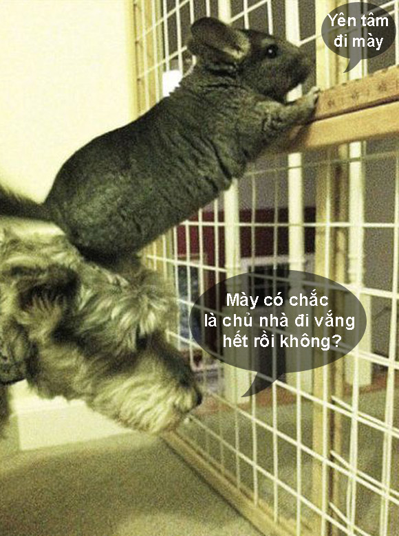Ảnh vui,Ảnh chế,Ảnh hài hước,Ảnh độc