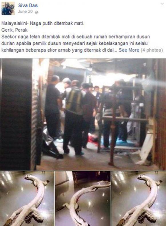 Rồng trắng,vụ rồng trắng bị bắn ở Malaysia là hư cấu