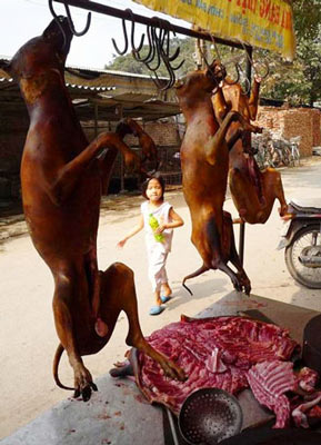 Thịt chó,ăn thịt chó có thể bị bệnh dại,cảnh giác khi ăn thịt chó