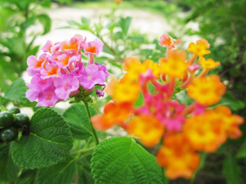 Gành Yến,Du lịch Quảng Ngãi,Bình Sơn,Biển Gành Yến