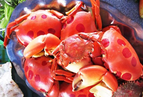 Gành Yến,Du lịch Quảng Ngãi,Bình Sơn,Biển Gành Yến