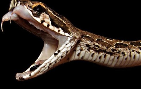 Con rắn,chuyện lạ loài rắn độc hóa người lớn thành trẻ con