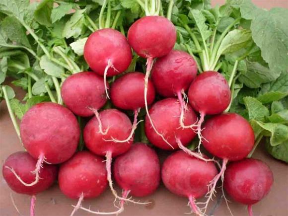 củ cải đường,lý do uống củ cải đường,công dụng củ cải đường