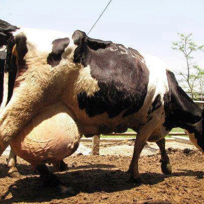 Sữa,sữa bò,sự thật khủng khiếp về sữa bò