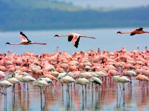 Thiên đường,thiên đường hoang dã ở Kenya,khám phá du lịch Châu Phi