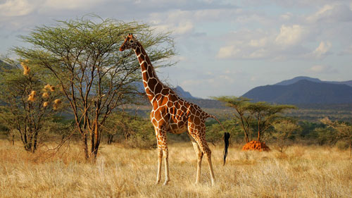 Thiên đường,thiên đường hoang dã ở Kenya,khám phá du lịch Châu Phi