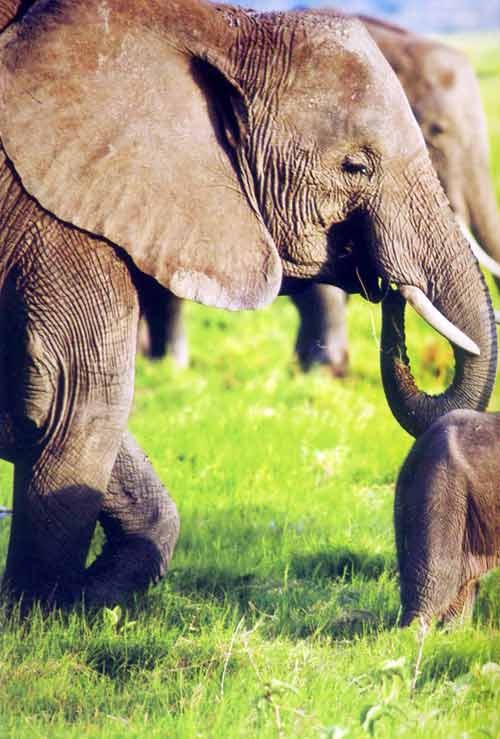 Thiên đường,thiên đường hoang dã ở Kenya,khám phá du lịch Châu Phi