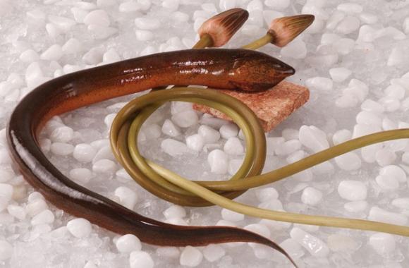 Con lươn,thịt con lươn,bí quyết chữa bệnh trĩ bằng thịt lươn,bài thuốc dân gian