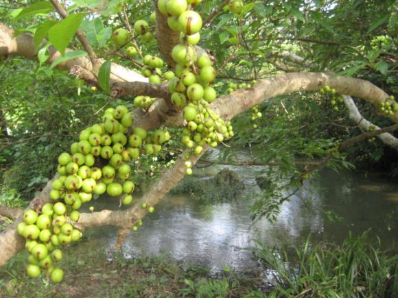 Quả sung,quả sung trị viêm khớp hiệu quả,lợi ích của quả sung
