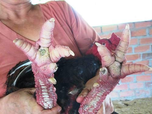 Chân gà,chân gà ở Hà Nội,choáng với chân gà giá 500 nghìn đồng.