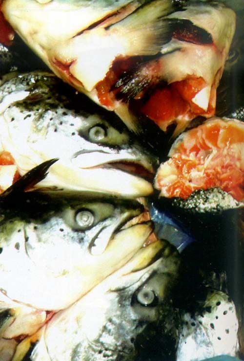 Sashimi ếch,Đầu cá thối,Thắng cố,Tiết canh