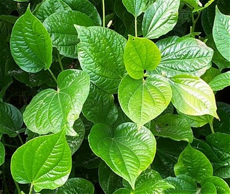 Mồ hôi,chứng ra mồ hôi tay chân,chữa chứng ra mồ hôi với lá lốt hiệu quả đơn giản