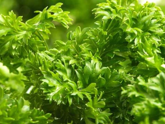 Bệnh ung thư,Phòng bệnh ung thư,Thảo dược phòng bệnh ung thư