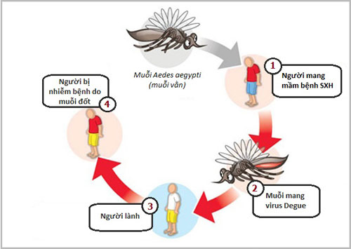 Sốt,phân biệt sốt xuất huyết và sốt rét,triệu chứng nhận biết và nguyên nhân