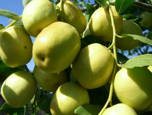 Lợi ích của quả táo ta, táo ta, cách chống táo bón hiệu quả, chống táo bón, lợi ích của hoa quả