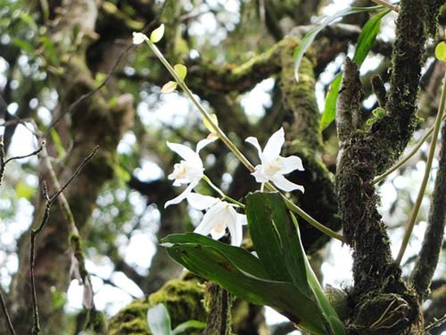 Núi Bidoup, Du lịch Lâm Đồng, Rừng thông, Địa danh du lịch