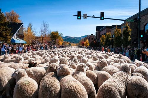 Trailing of the Sheep, Du lịch Mỹ, Địa danh du lịch