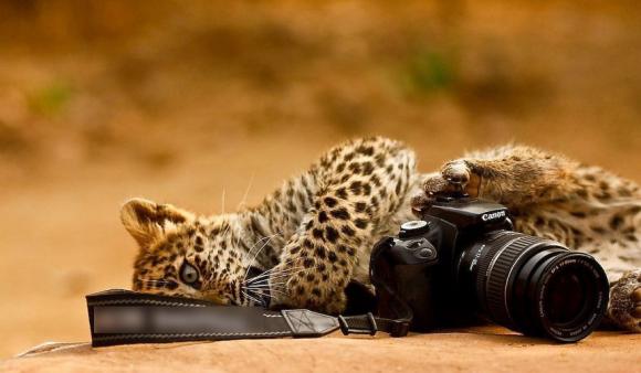 Động vật,động vật chụp ảnh,khoảnh khắc động vật