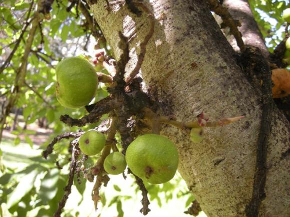 Táo bón, Điều trị Táo bón, ung thư ruột già, Bệnh trĩ