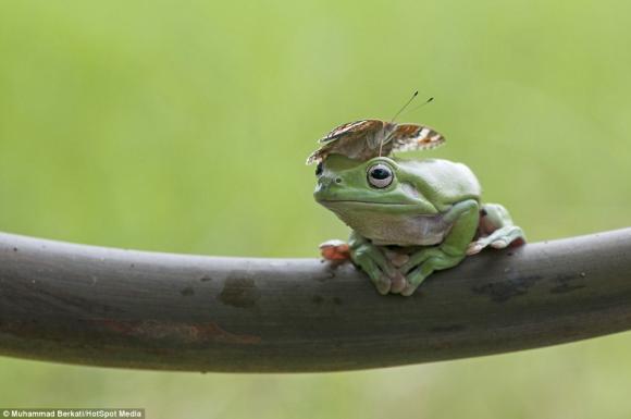 Ếch chụp hình,ảnh đẹp của ếch,ếch bay,ảnh đẹp,ngắm những chú ếch ngộ nghĩnh