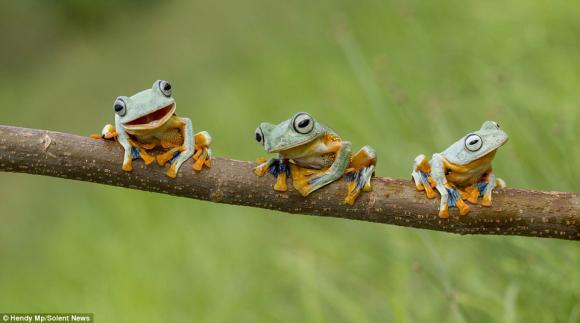 Ếch chụp hình,ảnh đẹp của ếch,ếch bay,ảnh đẹp,ngắm những chú ếch ngộ nghĩnh