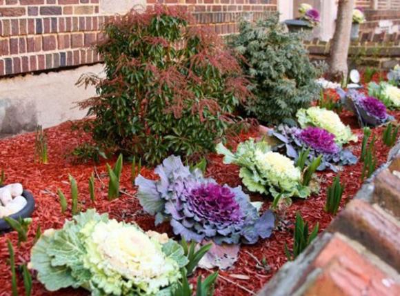 hoa hồng sa mạc, hoa bắt cải, trang trí nhà, vườn nhà