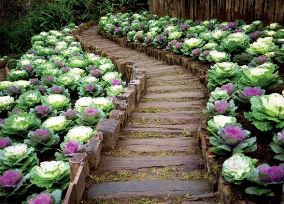 hoa hồng sa mạc, hoa bắt cải, trang trí nhà, vườn nhà