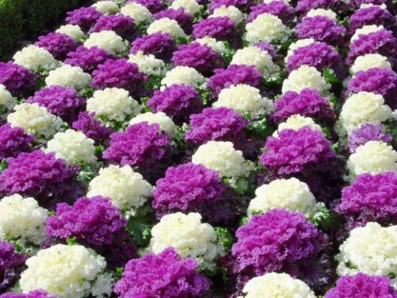 hoa hồng sa mạc, hoa bắt cải, trang trí nhà, vườn nhà