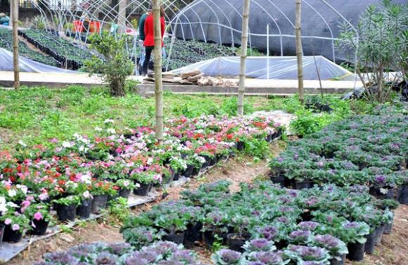 hoa hồng sa mạc, hoa bắt cải, trang trí nhà, vườn nhà