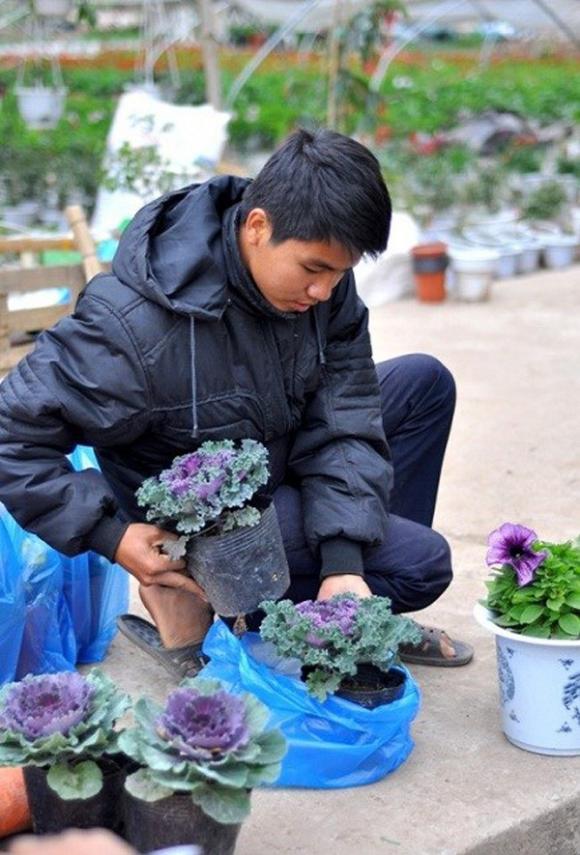 hoa hồng sa mạc, hoa bắt cải, trang trí nhà, vườn nhà