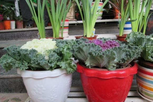 hoa hồng sa mạc, hoa bắt cải, trang trí nhà, vườn nhà