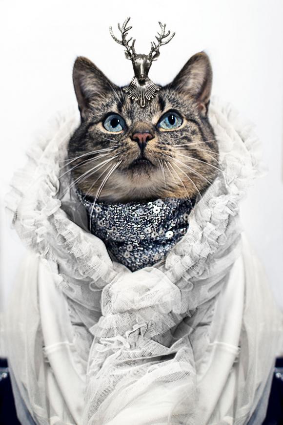 Sự sang trọng và thời trang không chỉ dành riêng cho con người mà còn dành cho những chú mèo. Cô mèo thời trang sẽ đưa bạn vào thế giới thời trang đầy màu sắc và phong cách, nơi mà mèo cũng có thể trở thành những ngôi sao sáng giá.
