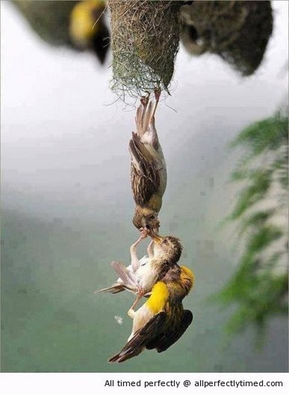 anh cuoi, anh hai, dong vat, tinh yeu cua dong vat, anh dep, 